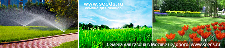 art 317 semena dlya gorodskogo ozeleneniya