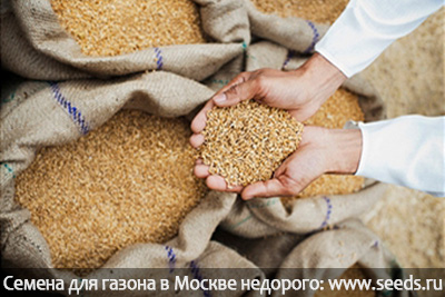 где купить семена газона в Москве,газонные семена от производителя, качественные семена газонной травы
