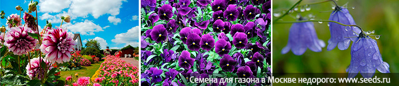 art 421 kakie cvety sazhat v iyune