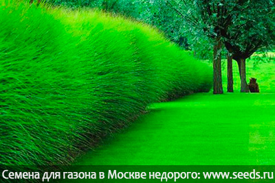 газонная трава для городского озеленения, газон для дачи