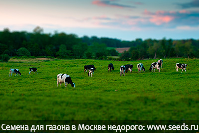газонная трава купить в Москве