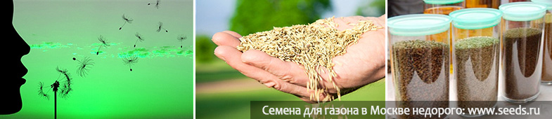 газонные семена оптом, семена для газона в розницу, семена для газона от производителя, в Москве