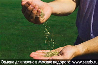газонная трава когда сажать, как посадить газон, посадить газон своими руками